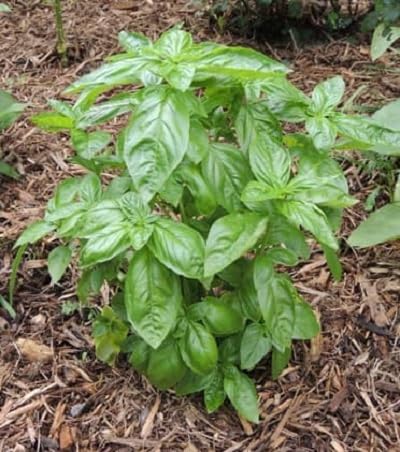 Basil Plant Seeds herb seeds - fresh harvest, sustainable gardening garden seeds