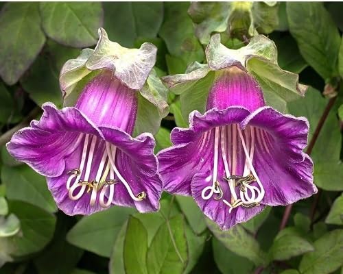 purple cobaea scandens flower