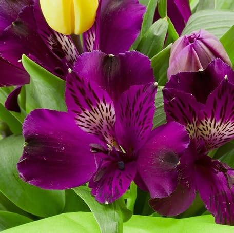 Purple Alstroemeria Flower Seeds