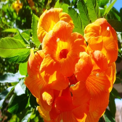 Orange Campsis Flower Seeds