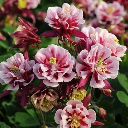 Pink Double Aquilegia Flower Seeds