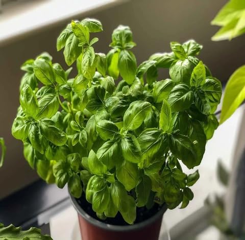 Green Basil Plant Seeds herb seeds - healthy herbs, kitchen garden garden seeds