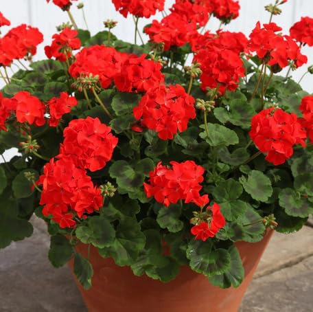 red geranium flower seeds