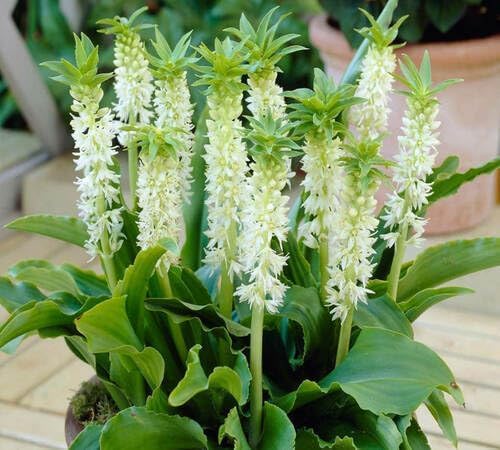 White Eucomis Flower Seeds