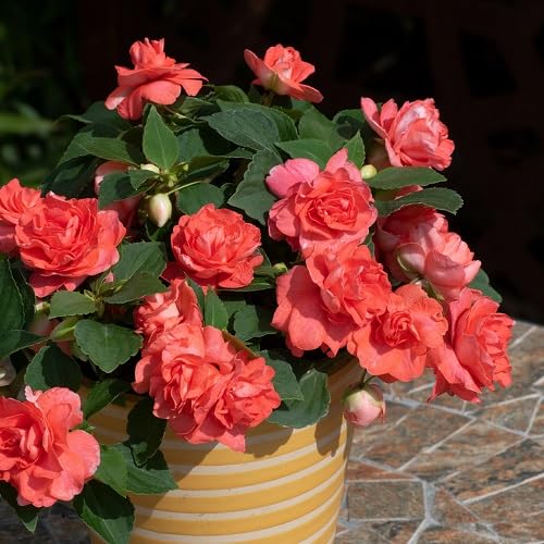 Orange Double Impatiens Flower Seeds