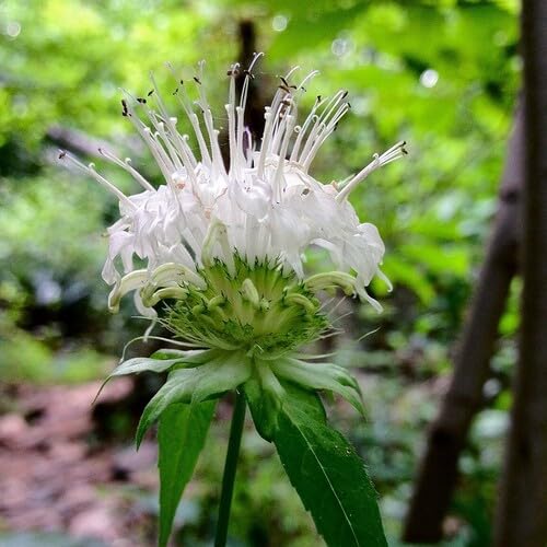 White Giant Monarda Flower Seeds