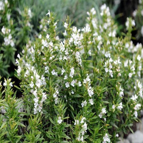 White satureja Flower Seeds