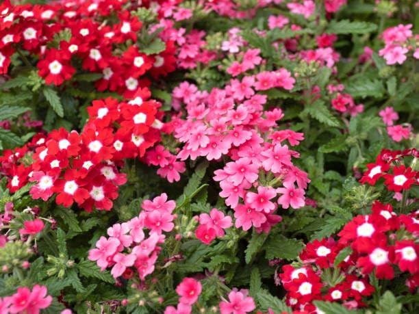 Verbena Flower Seeds