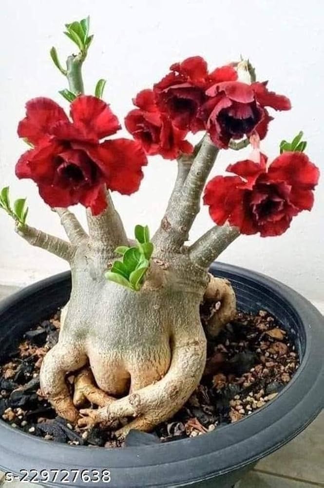 Assorted Desert Bonsai Flower