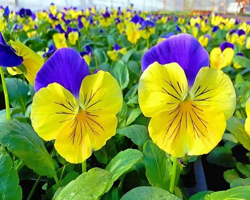 Yellow Pansy Flowers Seeds