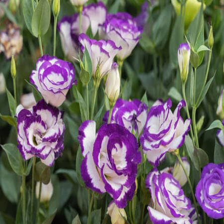 Linum Grandiflorum Flower Seeds