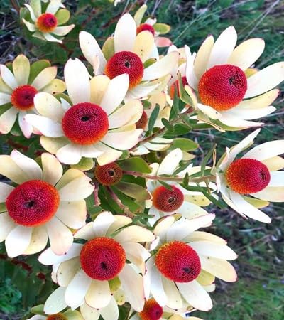 Leucadendron Flower Seeds