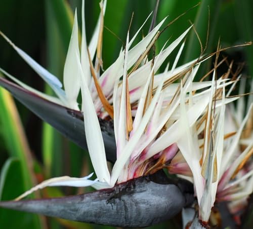 Bird Paradise Flower Seeds