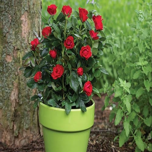 Red Giant Rose Flower Seeds