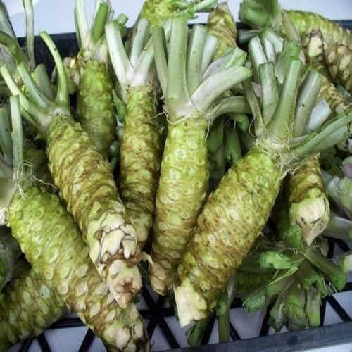 Green Wasabi vegetable seeds - Heirloom, Organic, Non Gmo Garden Seeds for kitchen garden planting