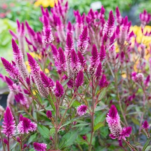 Mixed Celosia Spicata Flowers Seeds