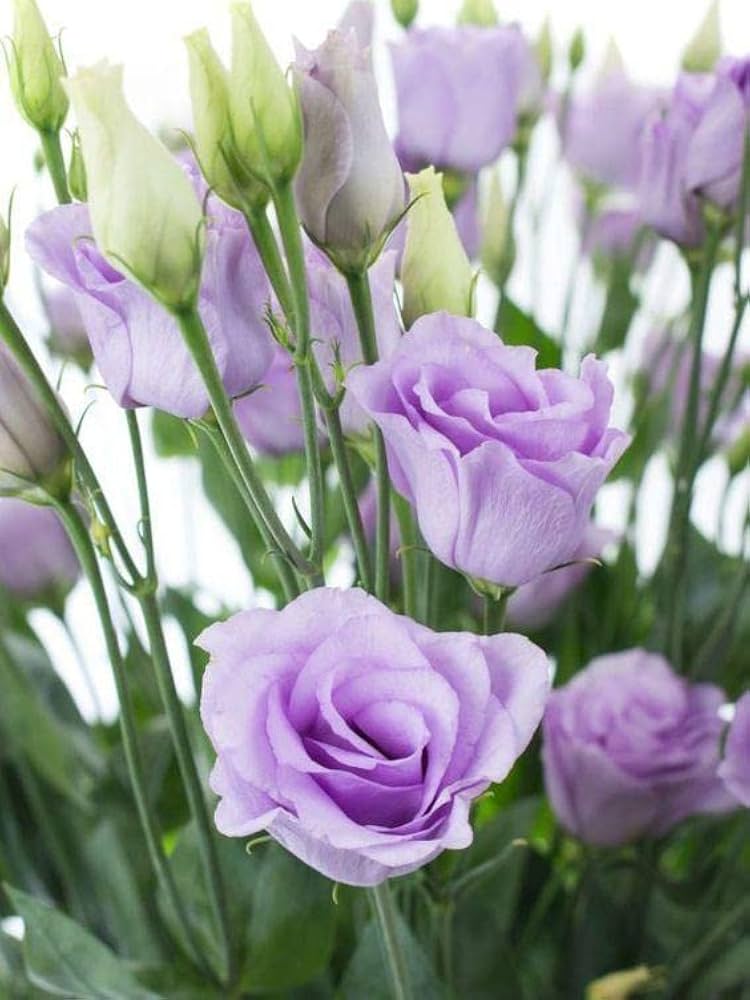 Purple Lisianthus Flower Exotic Flowering Plants for Colorful Backyard Beauty for Colorful Seeds - Heirloom Non GMO Prem