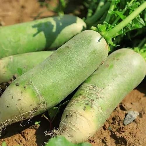 Green Radish vegetable seeds vegetable seeds for Home Gardening, Organic Raised Bed Gardening for kitchen garden planting