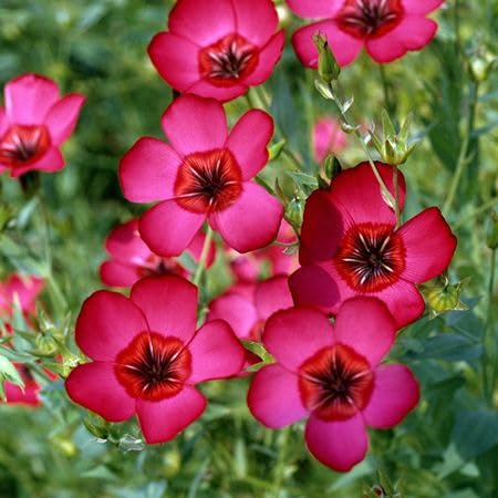 Pink Linum Flower Seeds