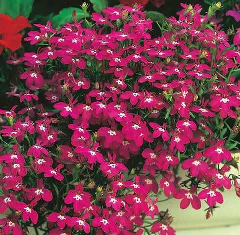 Purple Lobelia Regatta Flower Seeds