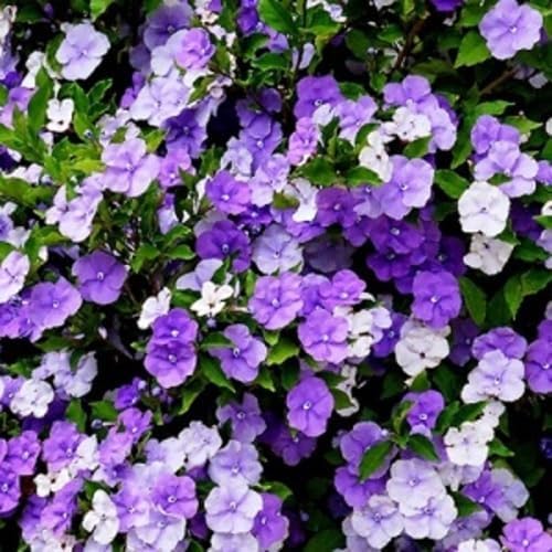 Purple Brunfelsia Pauciflora Flower Seeds