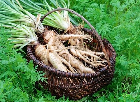 Brown Salsify vegetable seeds for Home Gardening, Premium Kitchen Garden Planting Premium for kitchen garden planting