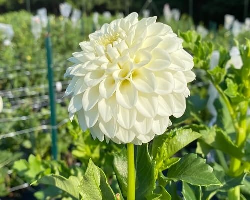White Perennial Flower Seeds