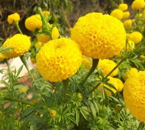 Yellow Marigold Flower Seeds