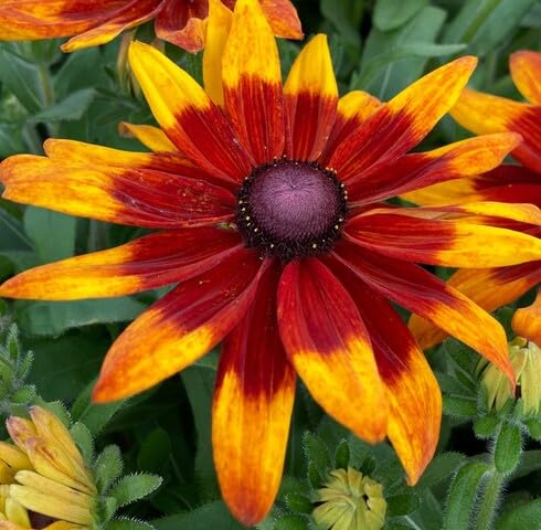 Orange Rudbeckia Flower Seeds