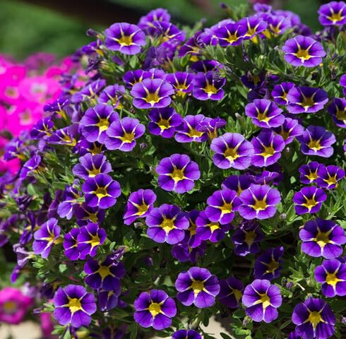 Yellow Violet Calibrachoa Flower Seeds