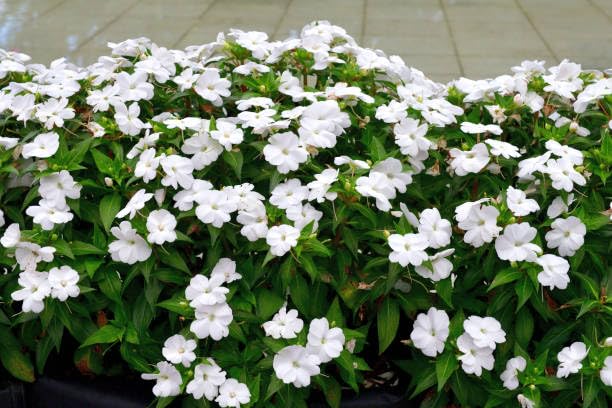 White Impatiens Flower Seeds