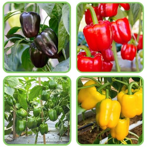 Mixed Pepper vegetable seeds for Home Gardening, Premium Kitchen Garden Planting Premium for kitchen garden planting