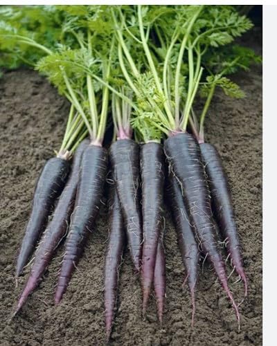 Carrot Vegetables Seeds Black vegetable seeds for Home Gardening, Organic Raised Bed Gardening for kitchen garden planting
