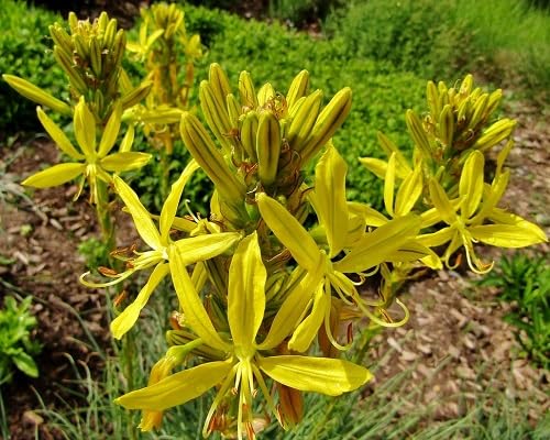 yellow asphodeline flower seeds
