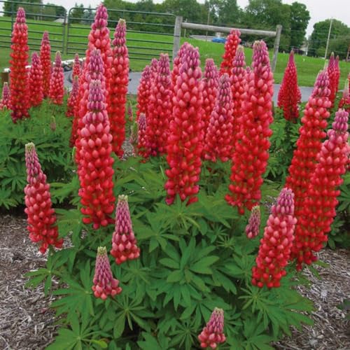 Red Lupine Flower Seeds