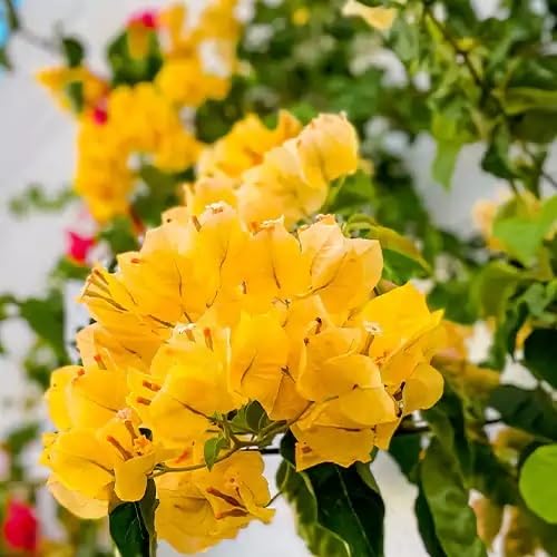 yellow bougainvillea flower seeds