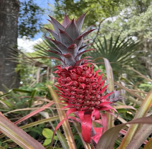 red pineapple fruit Fruit Seeds for Home Planting Premium Germination Healthy Harvest Growing