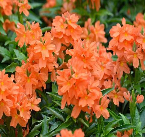 Crossandra Flower Seeds