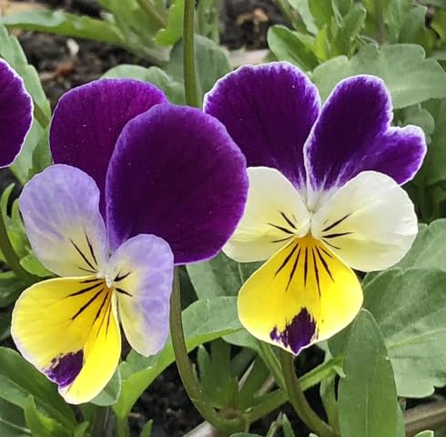Purple Violet Pansy Flower Seeds