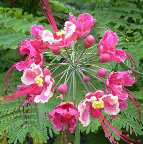 Caesalpinia Flower Seeds