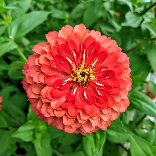 Orange Giant Zinnia Flower Seeds