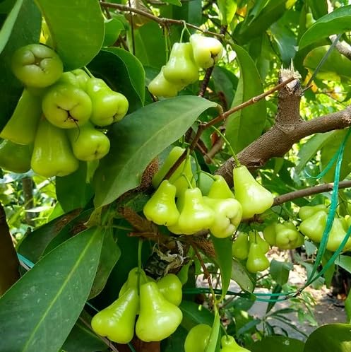 Green Rose Apple Fruit Seeds
