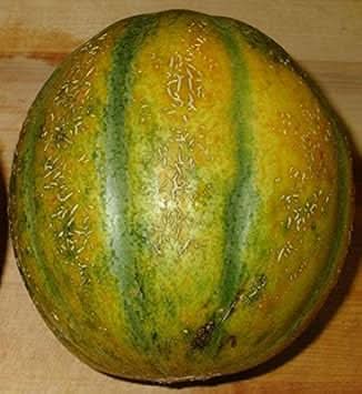 yellow cantaloupe fruit sweet orange fleshed cantaloupes for your garden Fruit seeds