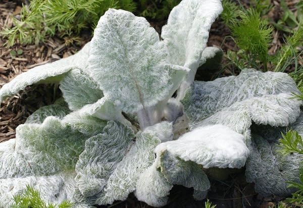 Sage Plant Seeds herb seeds - terrace planting, organic garden seeds