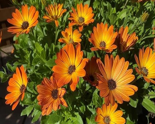 Orange Osteospermum Flower Seeds