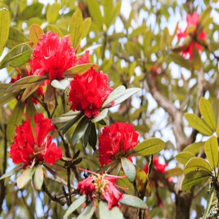 Red Rhododendron Flower Seeds