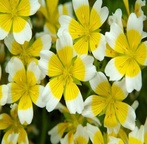 white yellow limnanthes flower