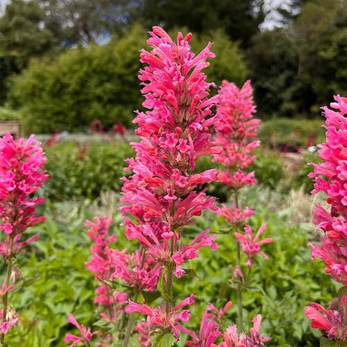 Pink Agastache Flower Seeds