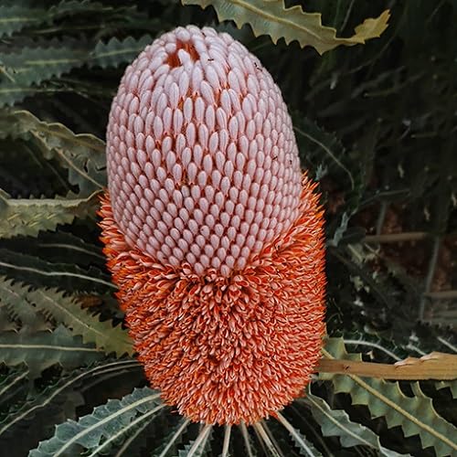 Red Banksia Flower Seeds