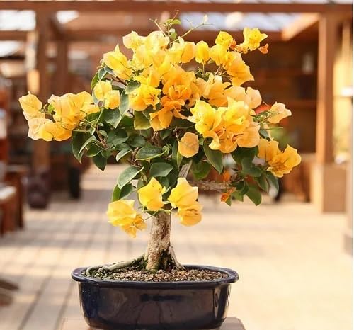 yellow bougainvillea flower seeds